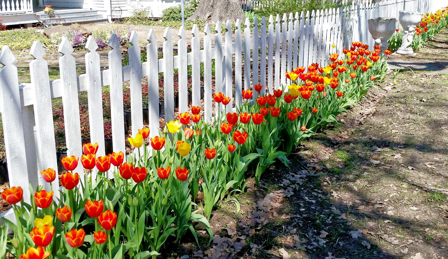 Tulip bulbs aren’t long-lasting in Texas, but they can be beautiful.